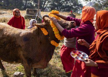 तिहारको चौथो दिन आज गाई पूजा गरिँदै