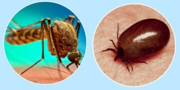 चितवनमा १५ दिनमा २० जनालाई डेंगु, स्क्रब टाइफसका बिरामी पनि बढे