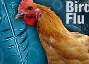 सुर्खेतको वीरेन्द्रनगर नगरपालिका–३ तातोपानीमा बर्डफ्लु पुष्टि भएपछि एक हजार पक्षी नष्ट