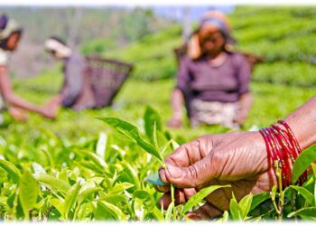 नेपाली चियाका लागि बजार खुला गर्न चीन सहमत