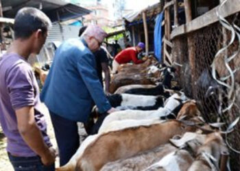 कंलकीको खसीबजार हटाउन काठमाडौं महानगरको निर्देशन