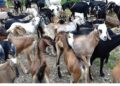 काठमाडौं उपत्यकामा आजदेखि खसीबोकाको स्वास्थ्य परीक्षण हुने