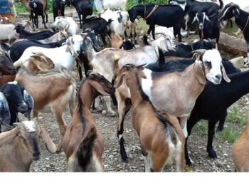 काठमाडौं उपत्यकामा आजदेखि खसीबोकाको स्वास्थ्य परीक्षण हुने