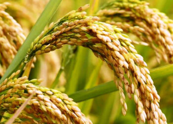 ‘जग्गा बेच्दै धान किनेर खाने बढे’