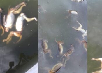 अर्घाखाँचीमा पोखरीभित्र भेटिए मरेका २७ बाँदर