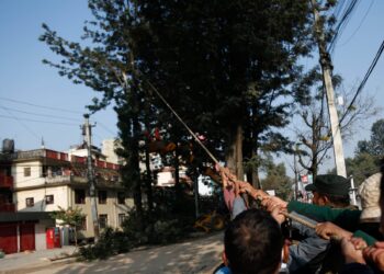 महानगरले त्रिबुभन बिमानस्थल वारीपरी क्षेत्रमा रुख कटान गर्दै