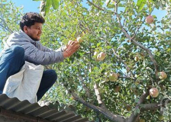 मुस्ताङमा आजदेखि स्याउ टिप्न सुरु