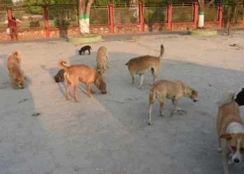 काठमाडौँ महानगरमा रहेका कुकुरको बन्ध्याकरण गर्ने