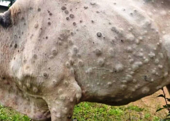 १६ हजार पशुचौपायालाई लम्पीस्किनविरुद्ध खोप