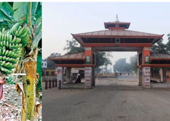 जमुनाह नाकाबाट दुई महिनामा १० करोड रुपैयाँको केरा आयात