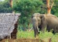 हात्तीको आक्रमणबाट झापामा भुटानी शरणार्थीको मृत्यु
