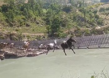 कर्णाली नदीमाथिको झोलुंगे पुलमा अड्किएका खच्चडको उद्धार सुरु