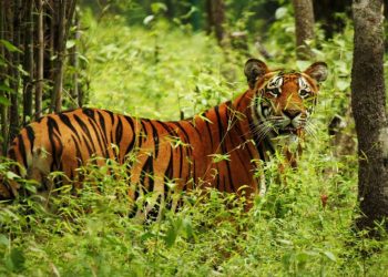 मान्छेलाई आक्रमण गर्ने बाघको खोजी गर्न ड्रोन र हात्तीको प्रयोग