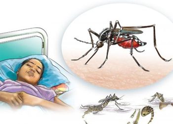 नेपालमा डेङ्गी सङ्क्रमण घट्दै